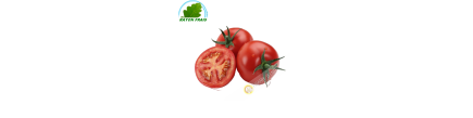 Tomate ronde Maroc (kg)- FRAIS
