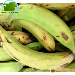 Banane Plantain Colombie(kg)- FRAIS