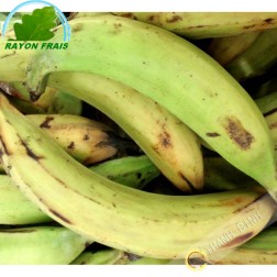 Chuối Plantain Colombia (kg) - Tươi