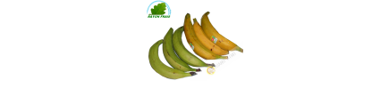 Plantain Colombia(kg)- COSTS
