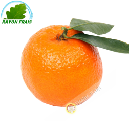 Clementine (kg)- Espagne- COSTO