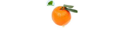 Clementine (kg)- Espagne- COSTO