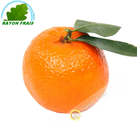 ClementineEspagne (kg)- COST