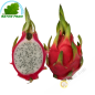 Thanh long - Pittaya ( quả)- Tươi - Khoảng 700g