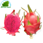 Fruit Dragon rouge - Pittaya rouge (pièce) par avion- FRAIS - Env. 500g Fruit Dragon rouge - Pittaya rouge (pièce) par avion- FRAIS - Env. 500g