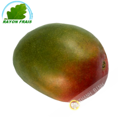 Mango Kent (parte)- COSTO - Ca. 500g