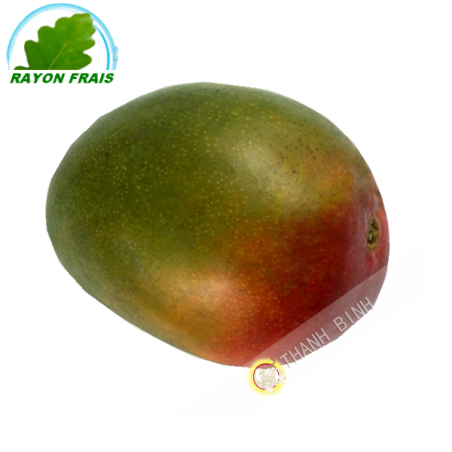 Mango Kent (parte)- COSTO - Ca. 500g