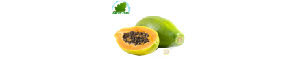 Papaya GM Brasil (habitaciones)- COSTO - Aprox. 1,2 kg