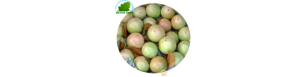 La manzana, la Leche, Vietnam (kg)- COSTOS de