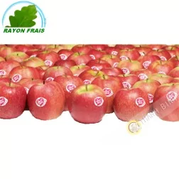 Apfel Pink Lady (kg)- KOSTEN