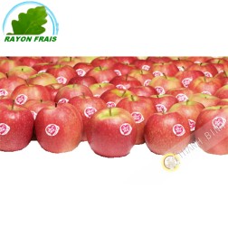 Mela Pink Lady (kg)- COSTI