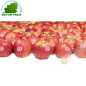 Apple Pink Lady (kg)- COSTS