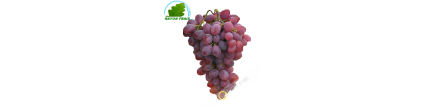 Uva roja, sudáfrica 500 g - FRESH